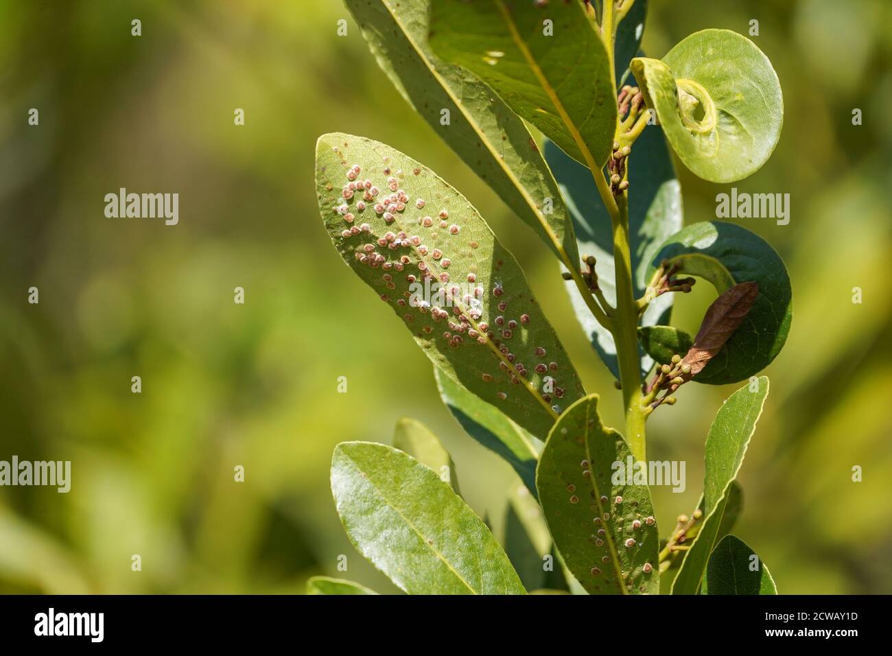 Feuilles de Bay Laurel (Laurus nobilis) infestées par des insectes de la balance, Espagne. Banque D'Images