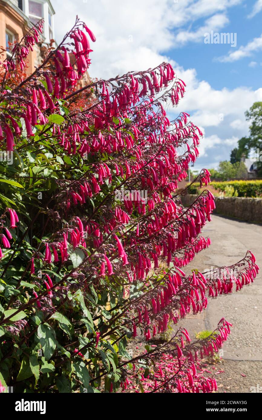 Cape fuchsia également connu sous le nom de cape figwort Banque D'Images