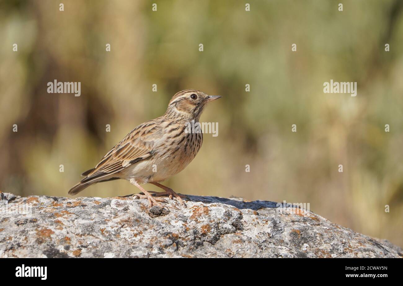 Larche de bois ou larche de bois (Lullula arborea) perchée sur un rocher, dans la réserve naturelle espagnole. Espagne. Banque D'Images Larche de bois ou larche de bois (Lullula arborea) perchée sur un rocher, dans la réserve naturelle espagnole. Espagne. Banque D'Images