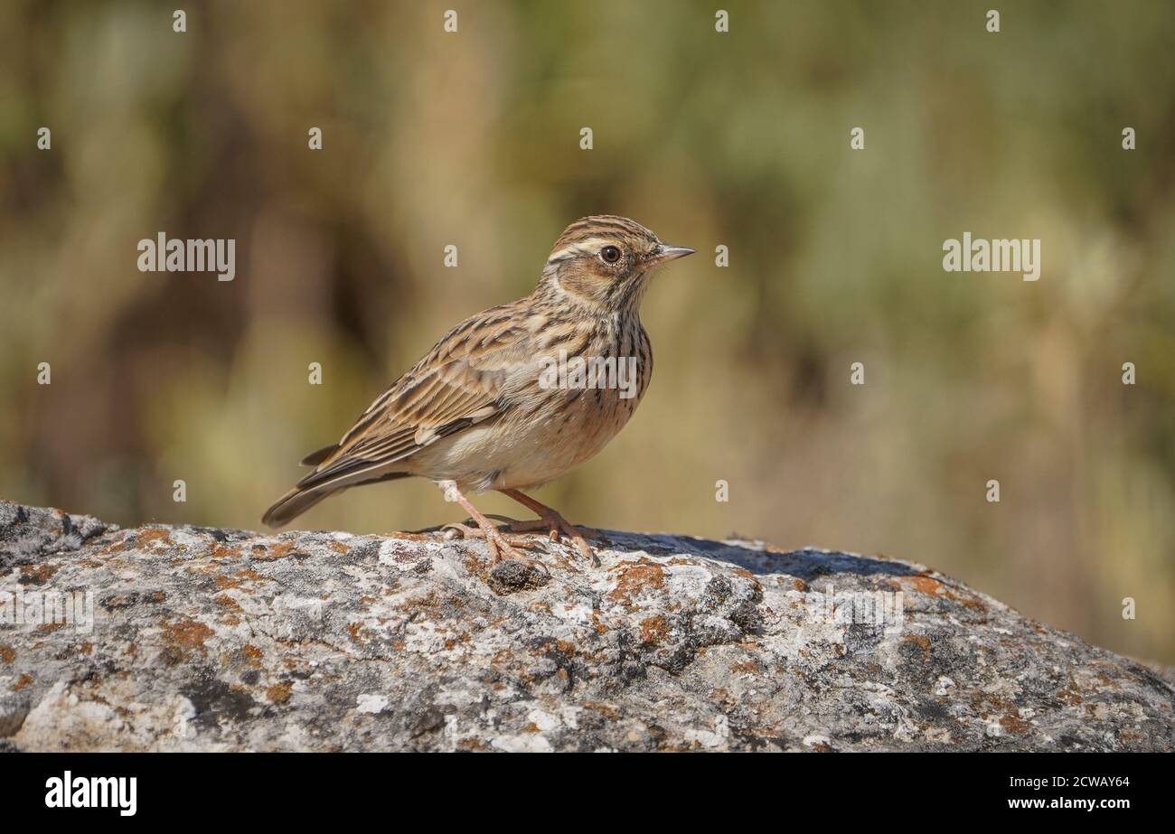 Larche de bois ou larche de bois (Lullula arborea) perchée sur un rocher, dans la réserve naturelle espagnole. Espagne. Banque D'Images Larche de bois ou larche de bois (Lullula arborea) perchée sur un rocher, dans la réserve naturelle espagnole. Espagne. Banque D'Images