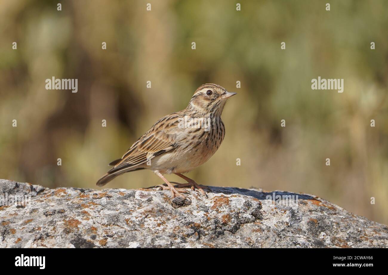 Larche de bois ou larche de bois (Lullula arborea) perchée sur un rocher, dans la réserve naturelle espagnole. Espagne. Banque D'Images Larche de bois ou larche de bois (Lullula arborea) perchée sur un rocher, dans la réserve naturelle espagnole. Espagne. Banque D'Images