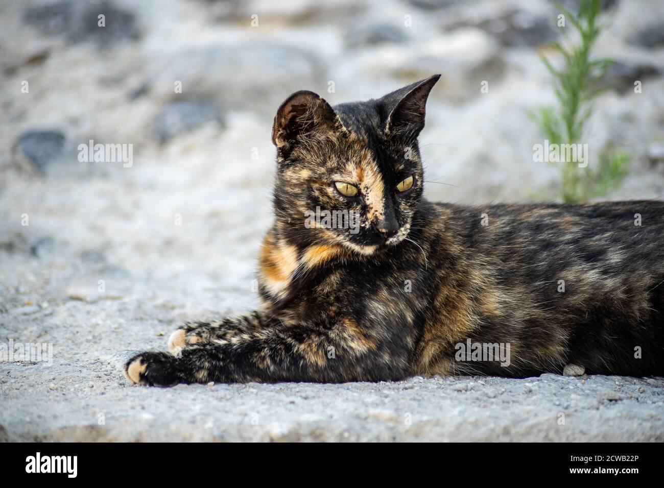 Gros Plan D Un Chat Dore Et Noir Avec Des Yeux Jaunes Sur Un Sol En Pierre Photo Stock Alamy Gros Plan D Un Chat Dore Et Noir Avec Des Yeux Jaunes Sur Un Sol En Pierre Photo Stock Alamy