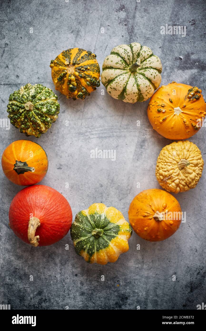 De la vue ci-dessus de divers types mignons mini citrouilles placées en cercle avec espace avec espace de copie Banque D'Images