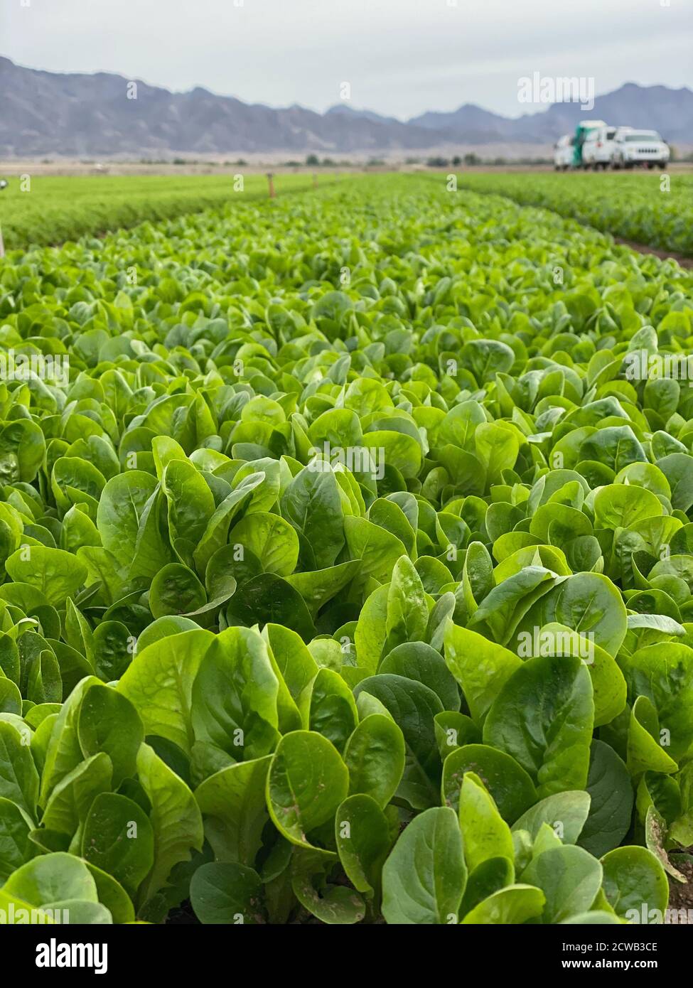 Le 9 janvier 2020, Frank Yiannas, commissaire adjoint à la politique alimentaire et à la réponse de la FDA, a visité la région de culture de Yuma en Arizona. Au cours de sa visite, il a observé les pratiques de salubrité des aliments en place dans les champs de culture et les opérations de récolte. Banque D'Images
