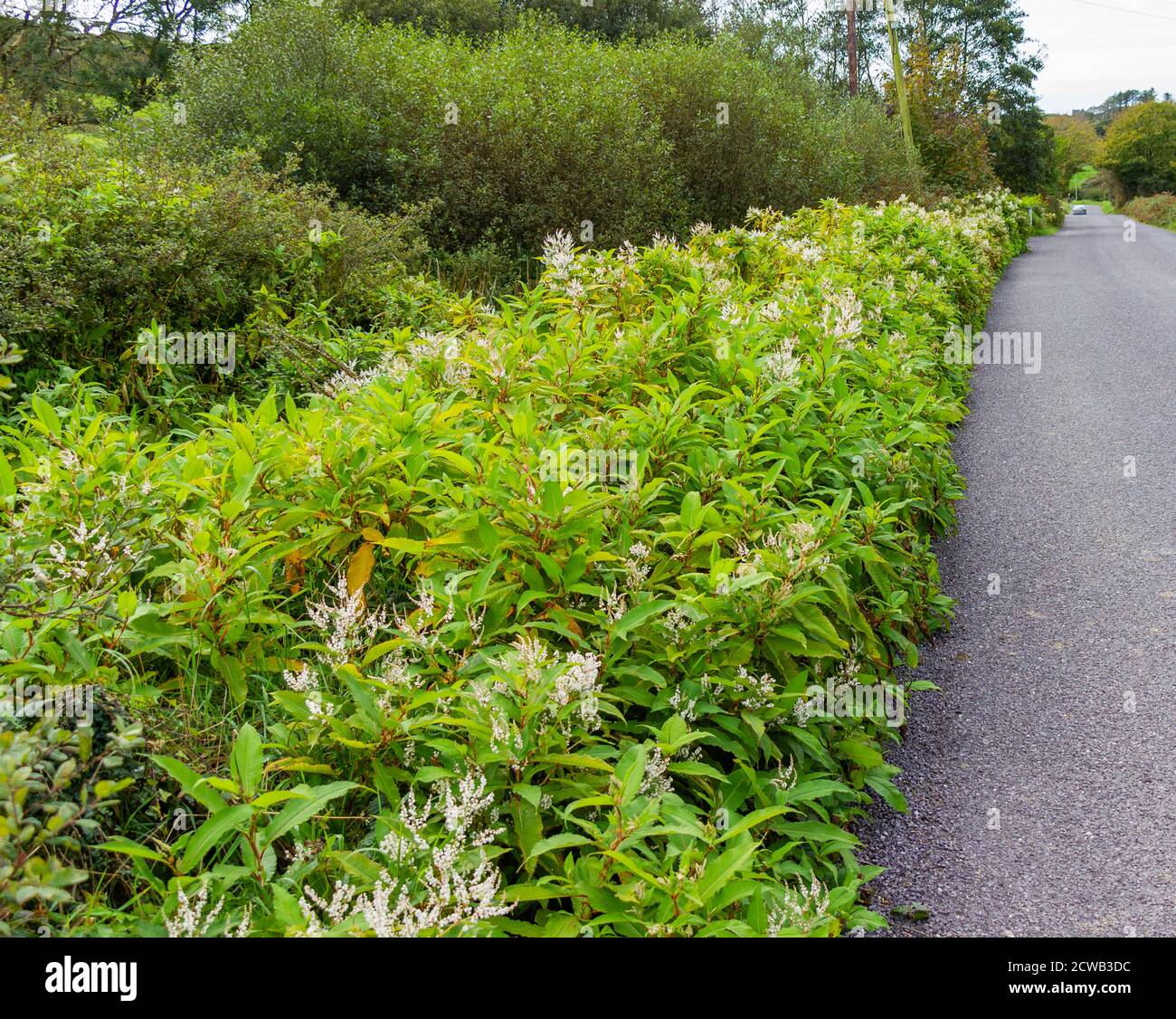 Knotweed japonais poussant le long du bord de route irlandais Banque D'Images