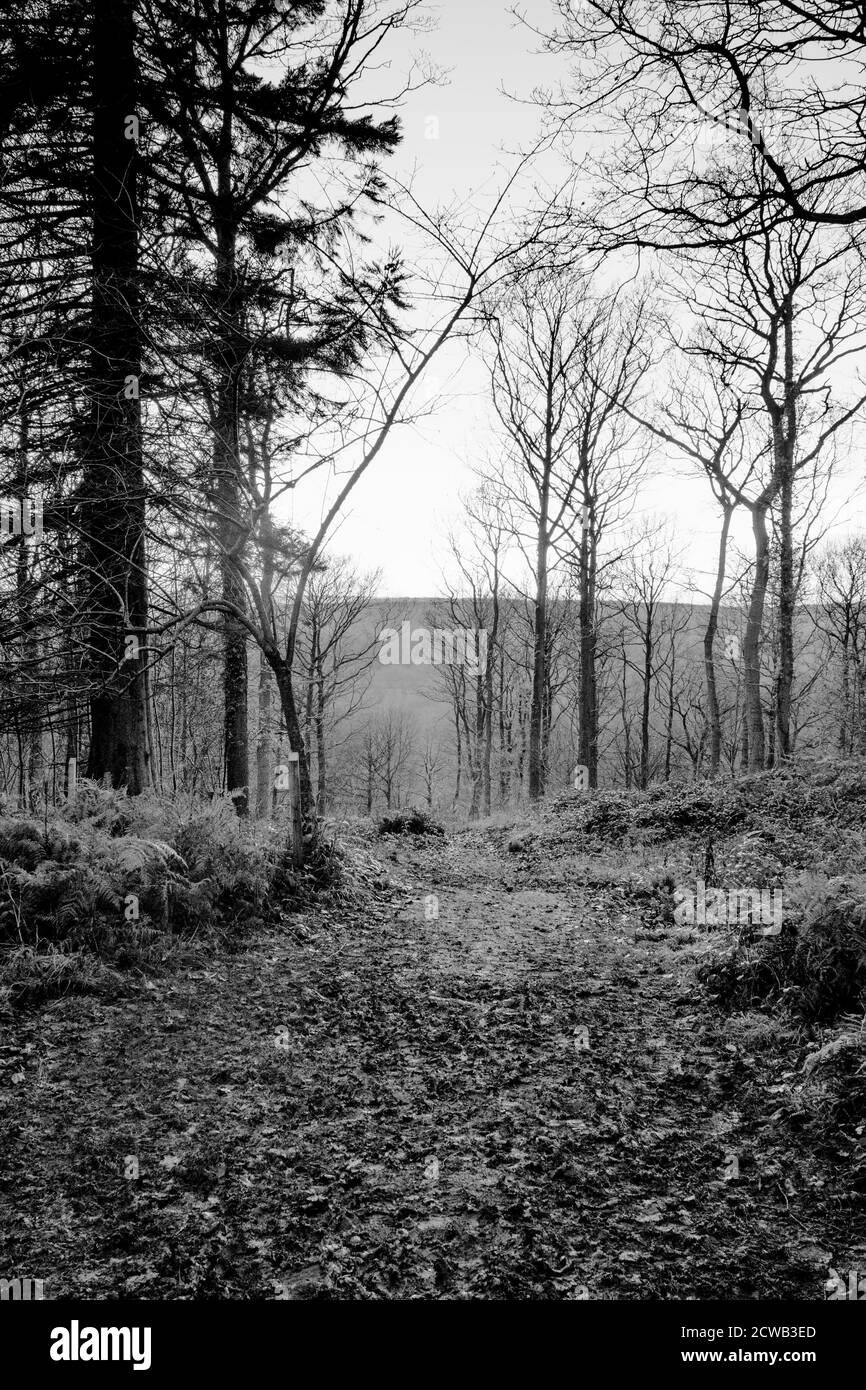 Un chemin de stries rugueux traverse la périphérie d'un forêt vers la campagne en noir et blanc Banque D'Images