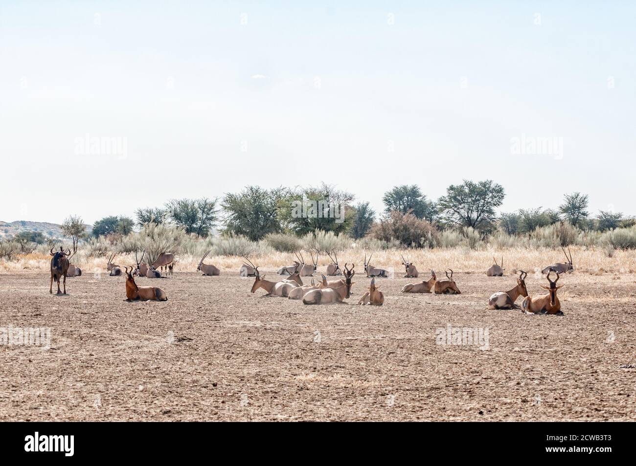 Un oryx et un hartebeest bleu et wildebeest situé dans le Kgalagadi Banque D'Images
