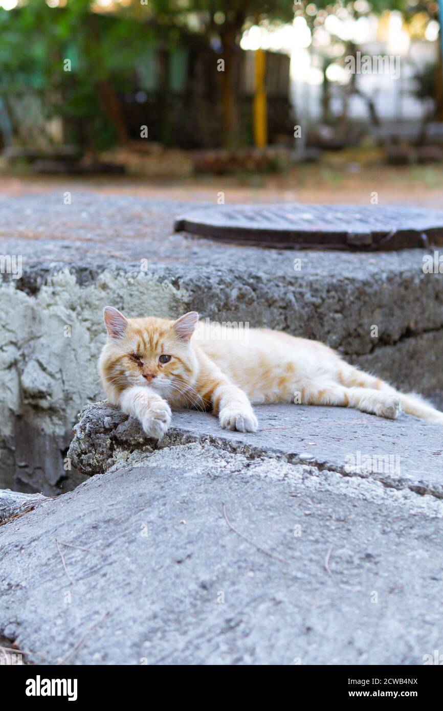 Street Cat après un combat avec les chats, couché sur le sol regardant la caméra. Concept des animaux sans abri. Photo verticale Banque D'Images