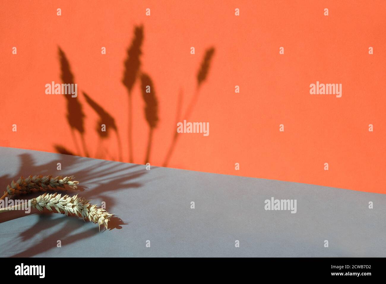 Arrière-plan en papier orange et gris à deux tons avec oreilles de blé projetant de longues ombres, espace de copie. Banque D'Images