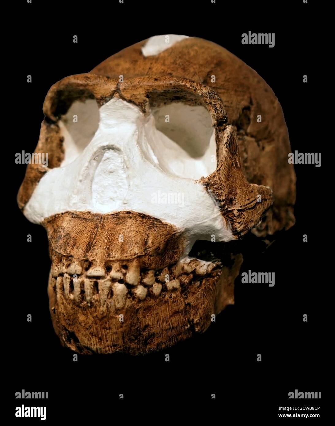 Crâne d'un homo naledi une espèce éteinte d'hominine Banque D'Images
