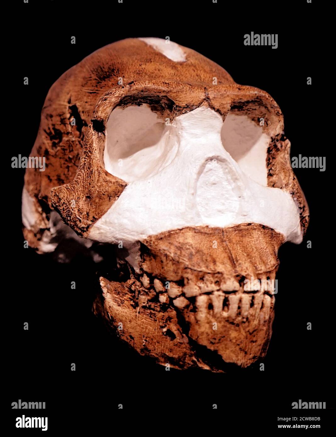 Crâne d'un homo naledi une espèce éteinte d'hominine Banque D'Images