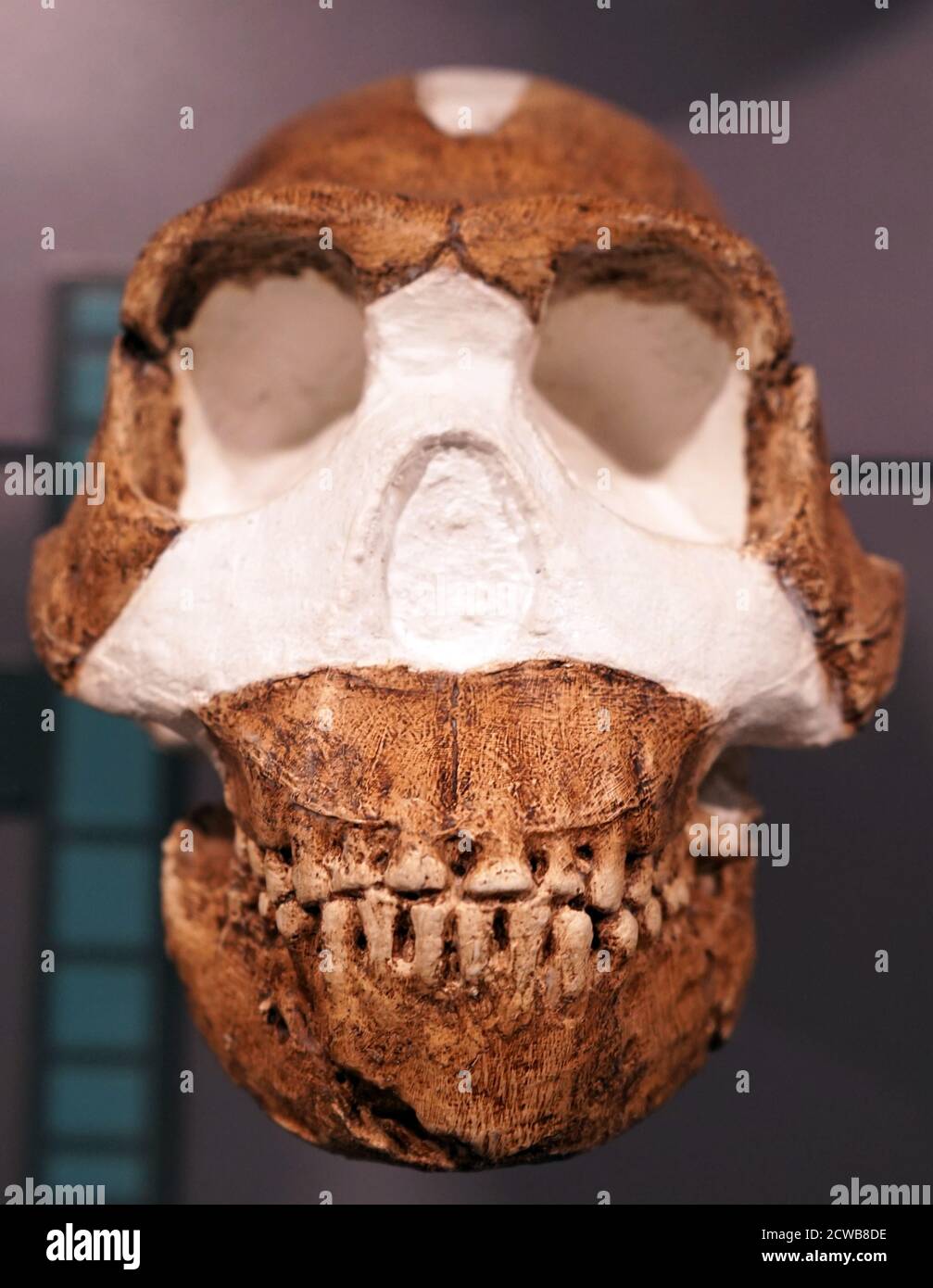 Crâne d'un homo naledi une espèce éteinte d'hominine Banque D'Images