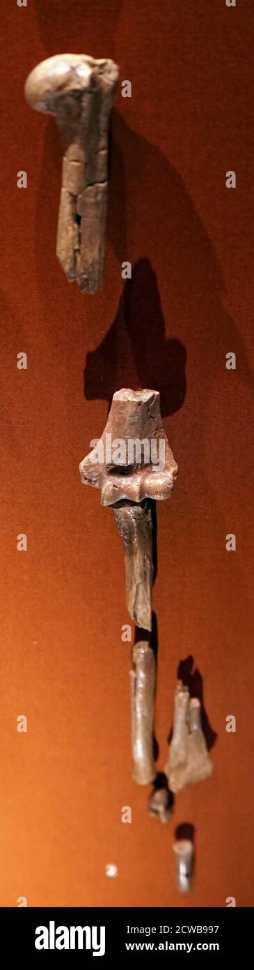 Fossile d'un ancien Australopithecus afarensis appelé Lucy Photo Stock ...
