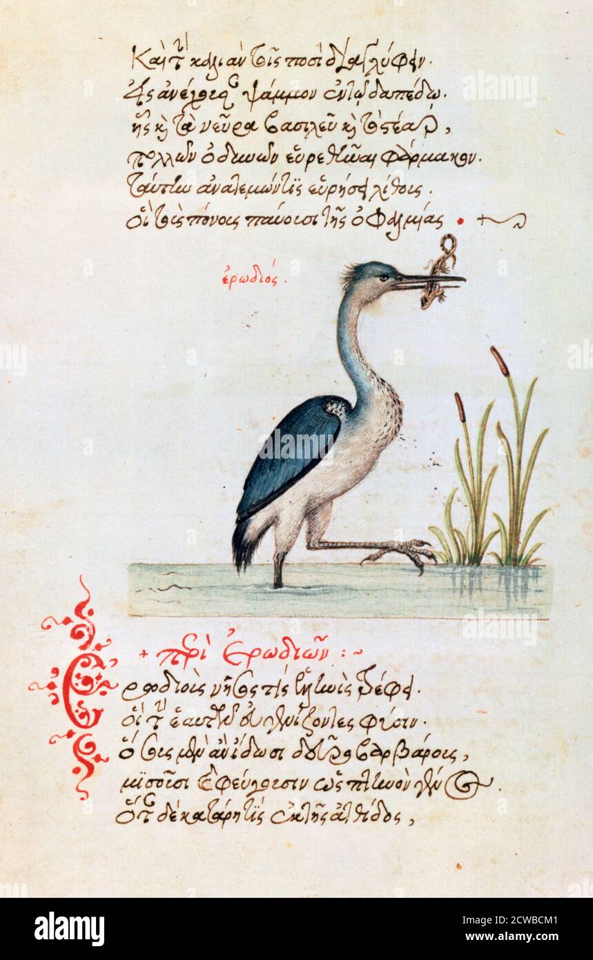Le Heron, 1564. Illustration d'une copie française du Bestiaire de Manuel Philes. Il a été fabriqué à l'origine par le scribe crétois Angelos Vergecios. L'artiste est inconnu et provient de la bibliothèque Bodleian d'Oxford. Banque D'Images