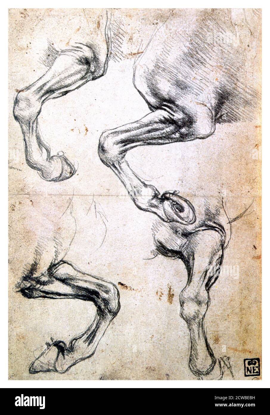 Quatre études des jambes des chevaux, c1500. Artiste: Leonardo da Vinci. Léonard de Vinci, est un math italien de la Renaissance dont les domaines d'intérêt incluent la science et l'invention, le dessin, la peinture, la sculpture, l'architecture, la musique et les mathématiques. Banque D'Images