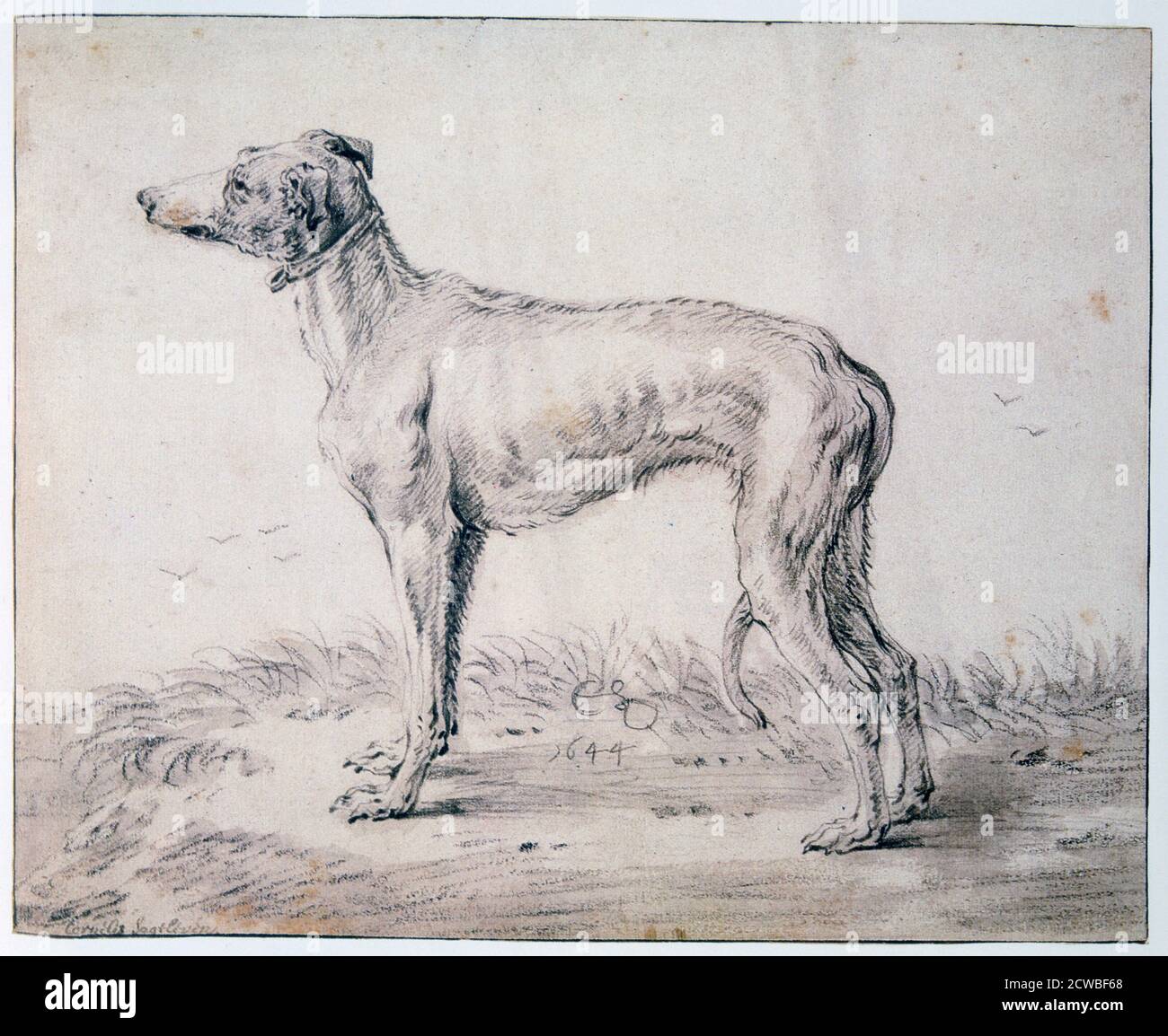 Greyhound, 1644. Artiste: Cornelis Saftleven. Cornelis Saftleven (1607-1681) est un peintre néerlandais connu pour ses scènes de genre. Banque D'Images