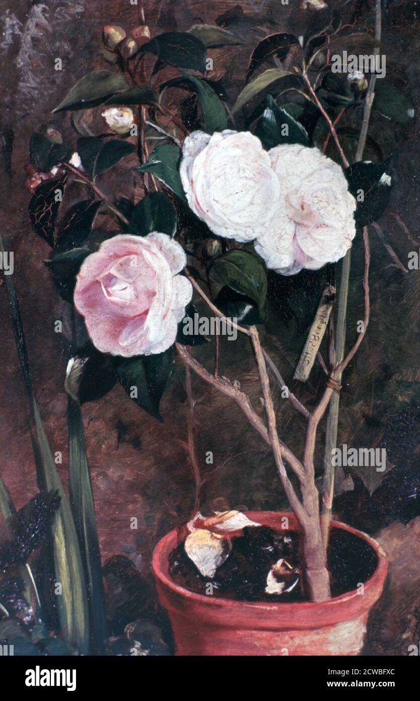 Camelias', 19e siècle. Artiste: Antonio Costa. Antonio Costa (1847 - 1915) est un peintre italien, il a suivi une formation sous Antonio Ciseri à l'Académie des Beaux-Arts de Florence. Banque D'Images