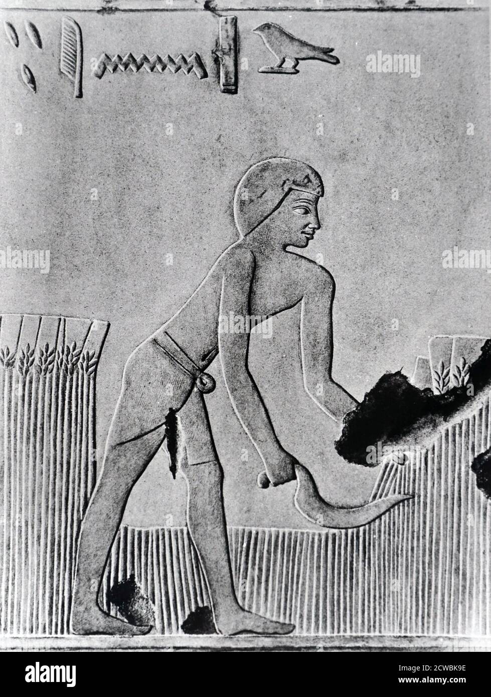 Photographie d'un relief représentant un homme qui récolte de l'orge avec une faucille, probablement d'un ensemble de bois avec des teintes. De la paroi ouest de la tombe d'Urarna, dit Sheik. Banque D'Images