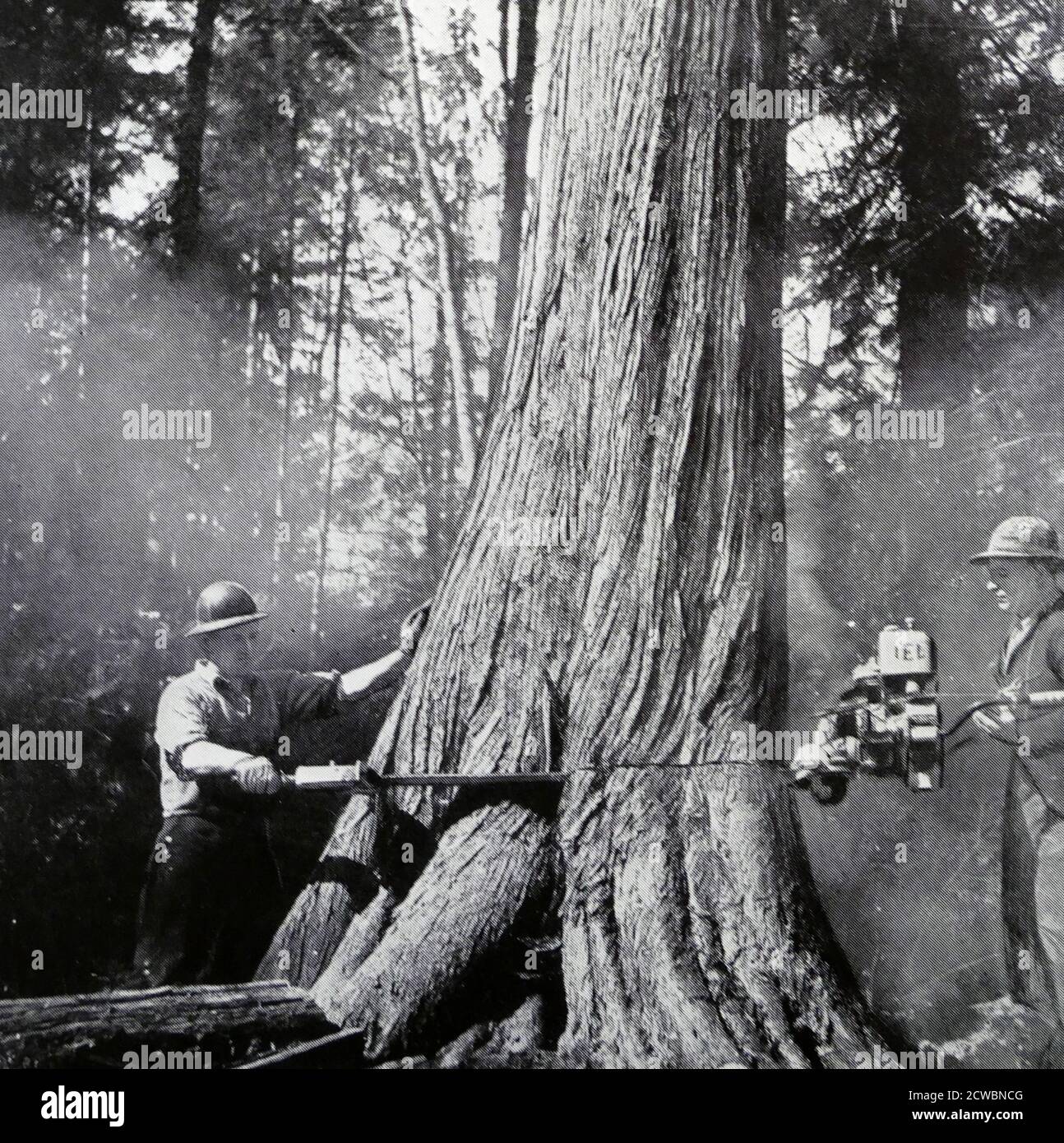 Exploitation forestière à Terre-Neuve, Canada 1950 Banque D'Images