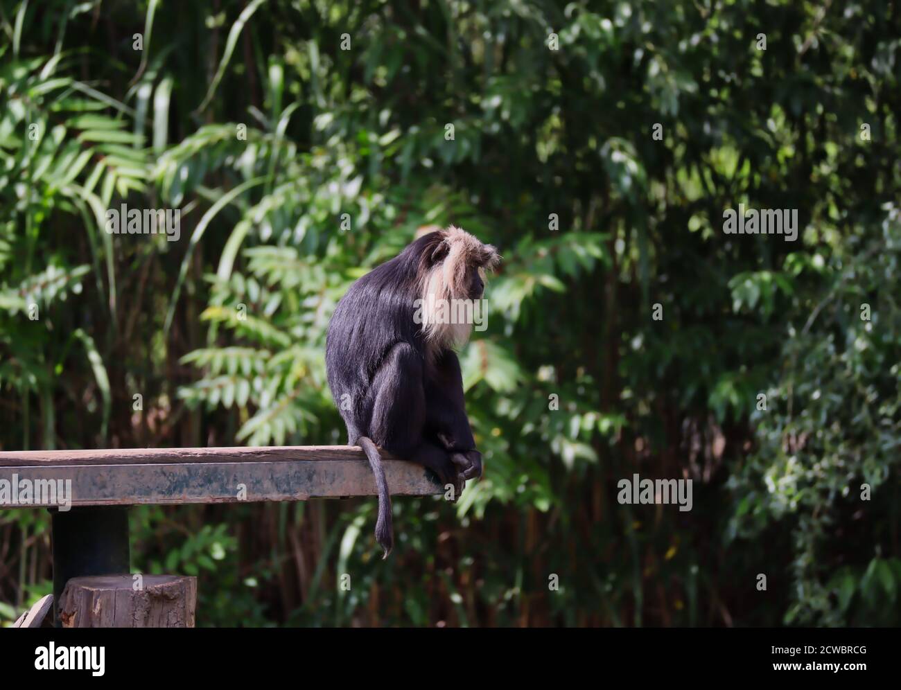 Macaque aux cheveux noirs et Mane argent-blanc se trouve sur le bord du bois dans le zoo. La macaque à queue de lion (Macaca Silenus), est également appelée le Wanderoo. Banque D'Images