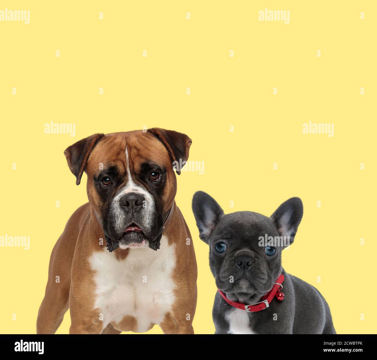 Mignon Boxer Chien Debout A Cote D Un Bebe Francais Bulldog Chien Collier Rouge Sur Fond Jaune Photo Stock Alamy