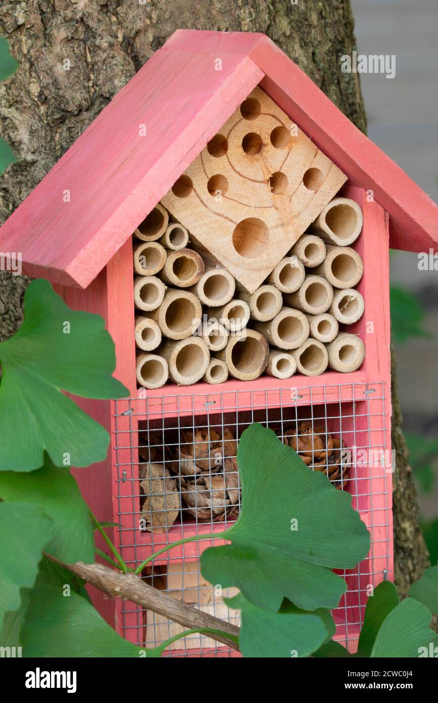Belle maison d'insectes rose dans un arbre de ginkgo dans le jardin Banque D'Images