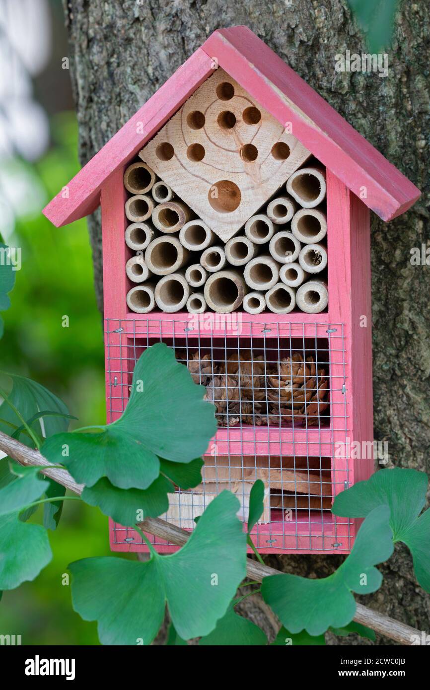 Belle maison d'insectes rose dans un arbre de ginkgo dans le jardin Banque D'Images