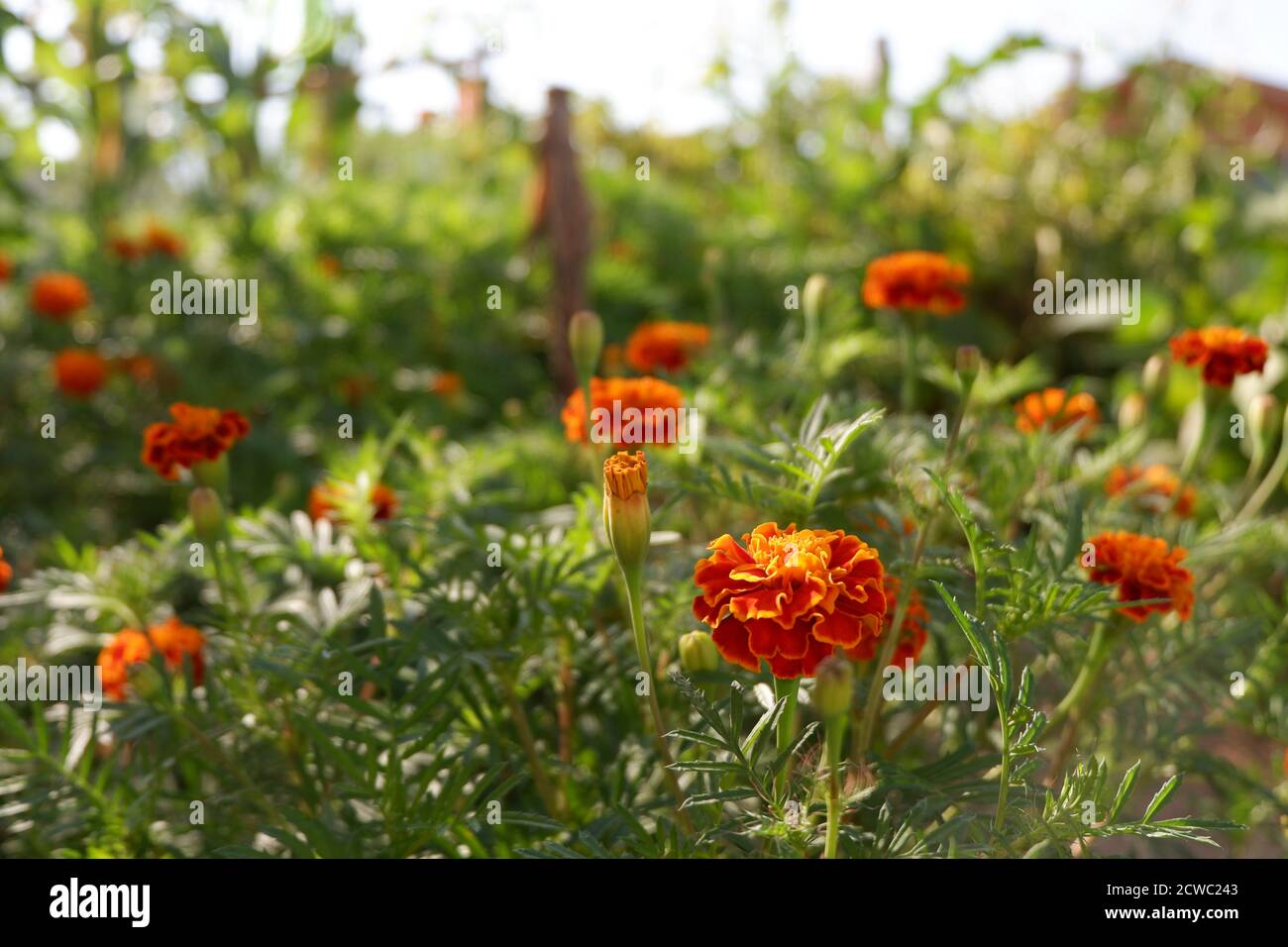 Magnifiques marigolds dans un jardin jaune Banque D'Images