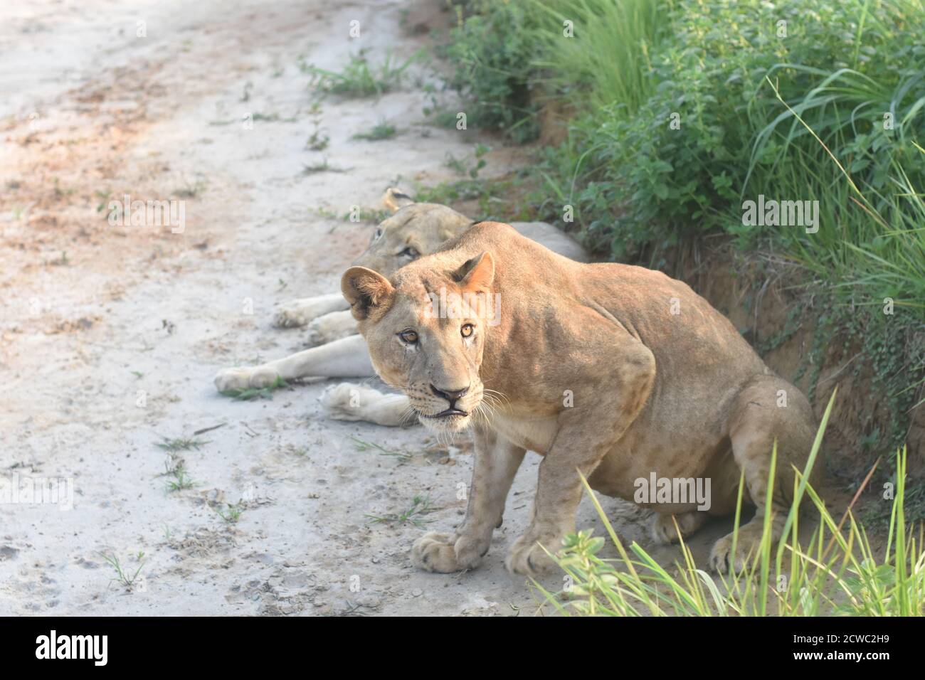 Un lion dort au cœur de chaque homme courageux. Banque D'Images