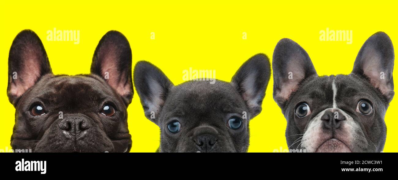 3 chiens de Bulldog français sont debout l'un à côté de l'autre et regarder l'appareil photo sur fond jaune Banque D'Images