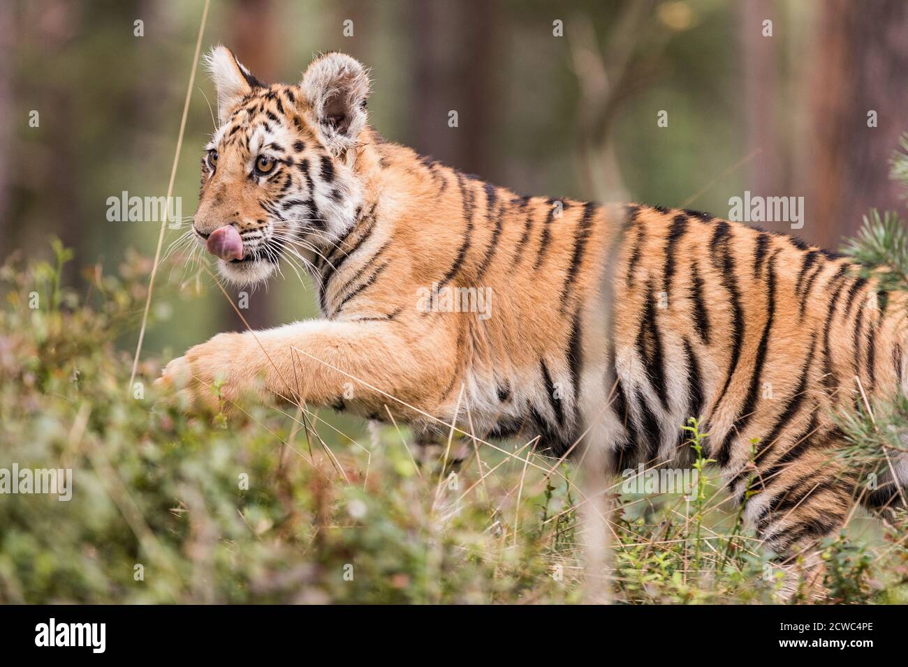 Tigre d'Ussuri. Le maître de la taïga. Le tigre de Sibérie. Portrait du tigre usurien dans un paysage sauvage d'automne par jour ensoleillé. Un jeune tigre dans la faune. Banque D'Images