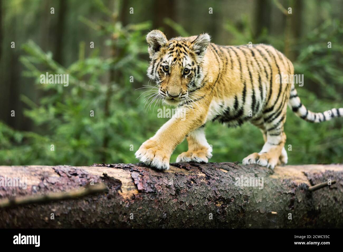 Petit tigre d'Ussuri dans la forêt sauvage (Panthera tigris tigris) également appelé tigre d'Amur (Panthera tigris altaica) dans la forêt, jeune tigre femelle dans Banque D'Images