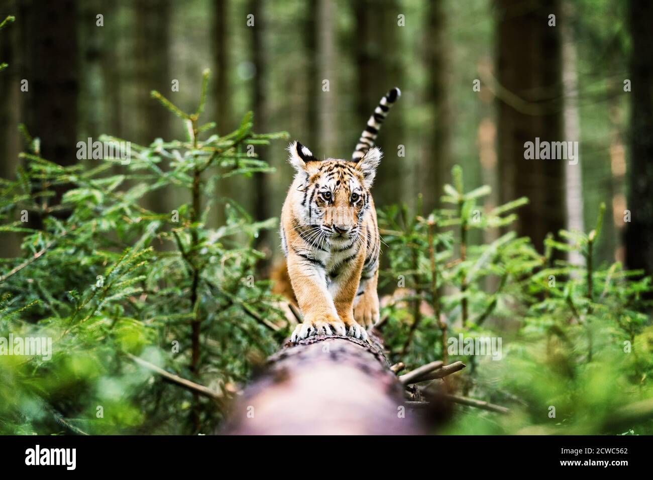 Petit tigre d'Ussuri dans la forêt sauvage (Panthera tigris tigris) également appelé tigre d'Amur (Panthera tigris altaica) dans la forêt, jeune tigre femelle dans Banque D'Images