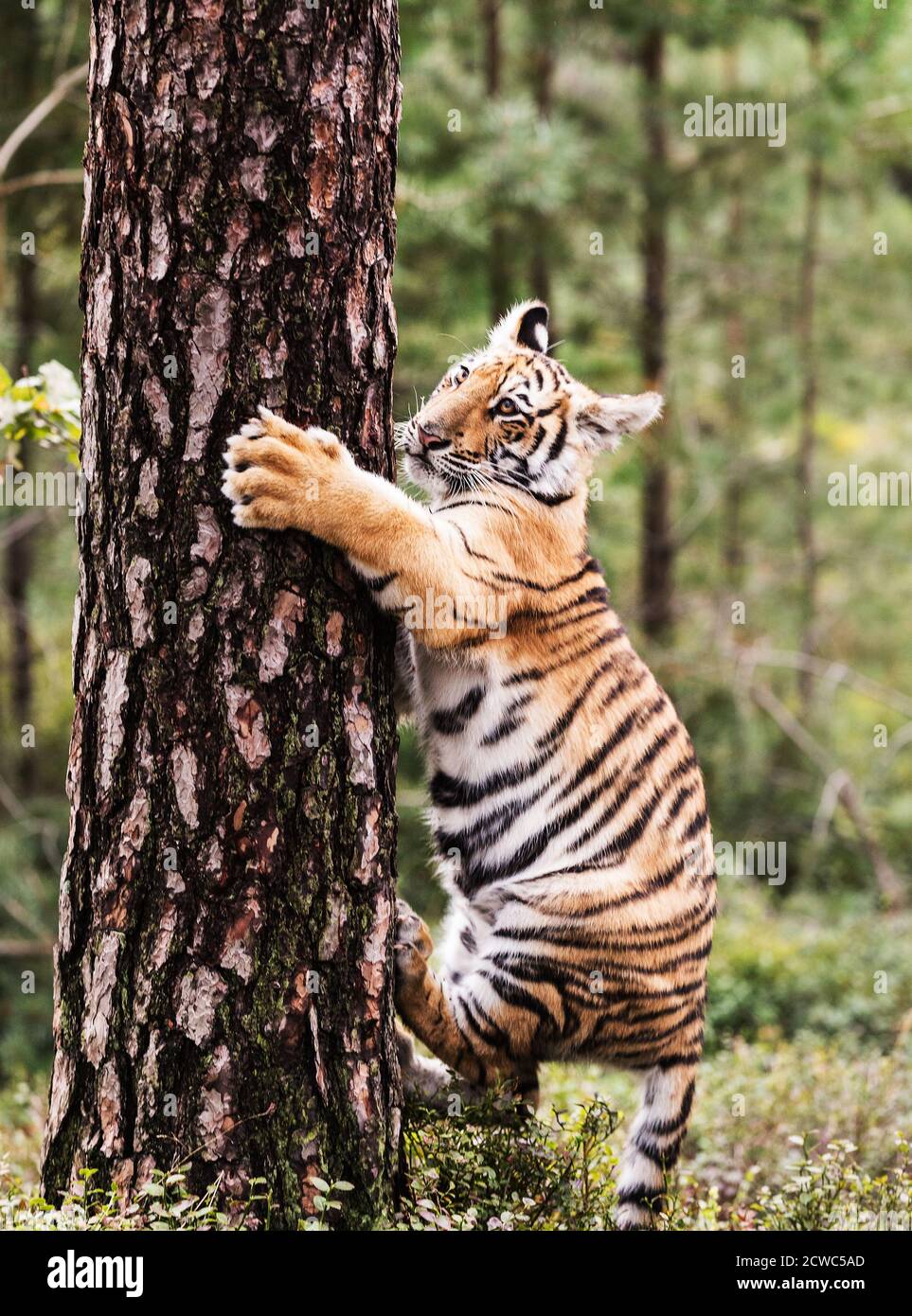 Petit tigre d'Ussuri sur un arbre. Portrait du tigre usurien dans un paysage d'automne sauvage par temps ensoleillé. Un jeune tigre dans la faune. Banque D'Images