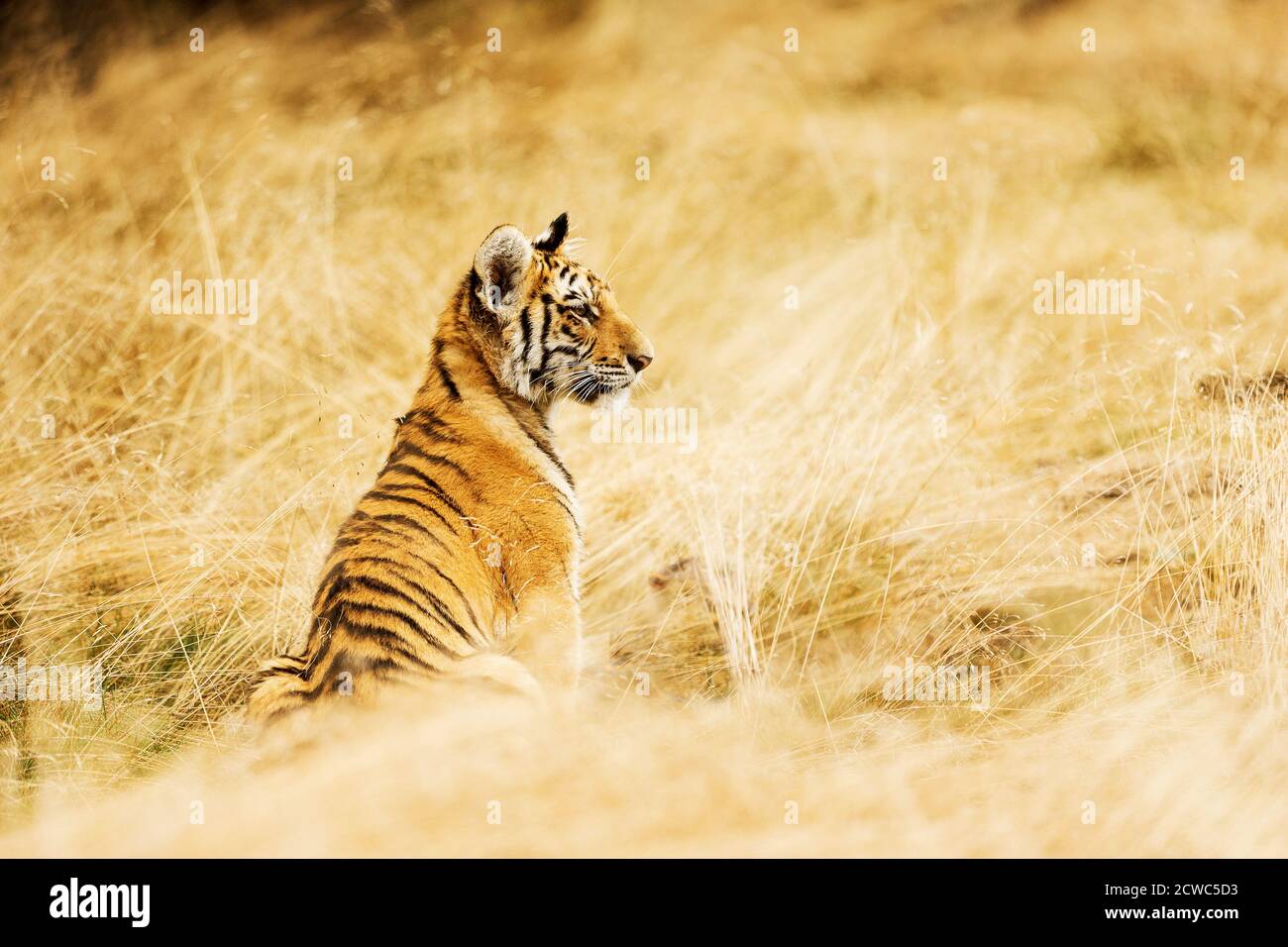 Petit tigre ussuri dans l'herbe dorée (Panthera tigris tigris) également appelé tigre d'Amour (Panthera tigris altaica) dans la forêt, jeune tigre femelle dans le Banque D'Images