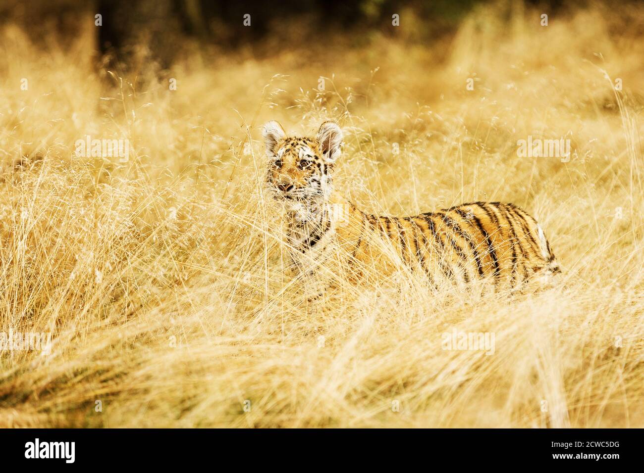 Petit tigre ussuri dans l'herbe dorée (Panthera tigris tigris) également appelé tigre d'Amour (Panthera tigris altaica) dans la forêt, jeune tigre femelle dans le Banque D'Images