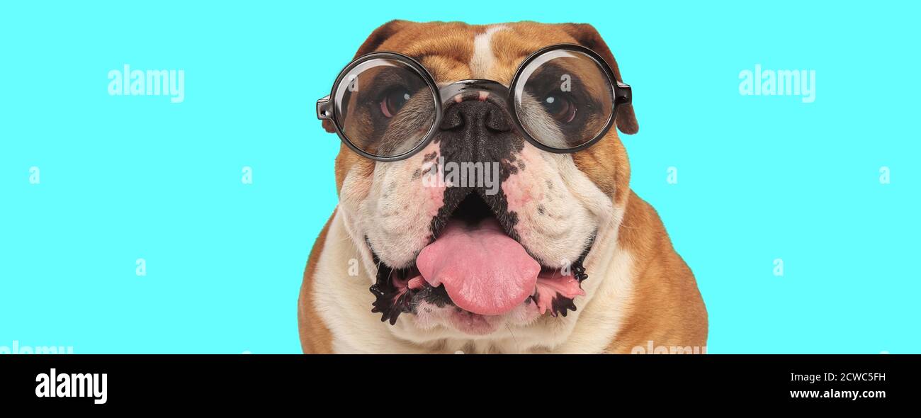 Nerdy drôle anglais Bulldog chien qui colle de sa langue, portant des  lunettes et assis sur fond bleu Photo Stock - Alamy