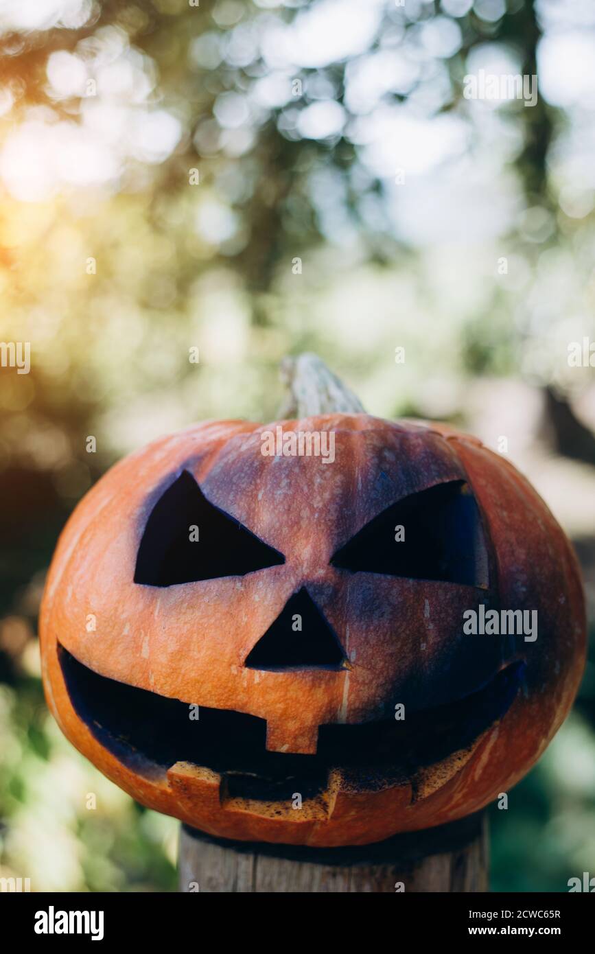 Images verticales de potiron orange sombre sculpté avec un sourire terrible dans la forêt d'automne. Lanternes traditionnelles pour Halloween Banque D'Images