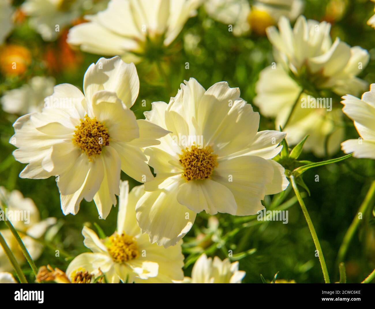 COSMOS bipinnatus 'Xanthos', cosmos xanthos, en pleine fleur. Banque D'Images