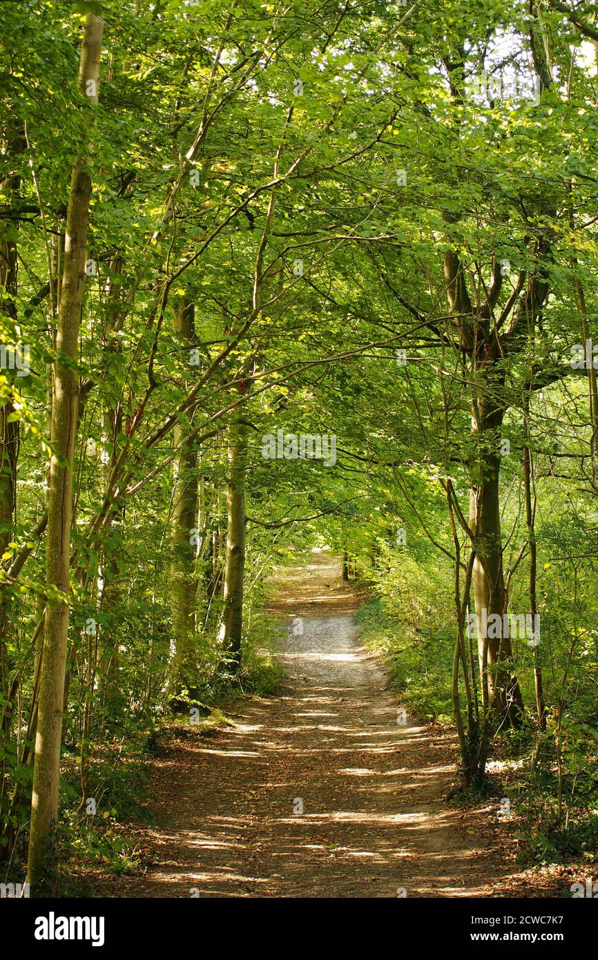 Une vue sur un sentier boisé dans le High Elms Country Park, Orpington, à la fin de l'été avec le soleil qui brille sur le sentier sec à mi-hauteur Banque D'Images