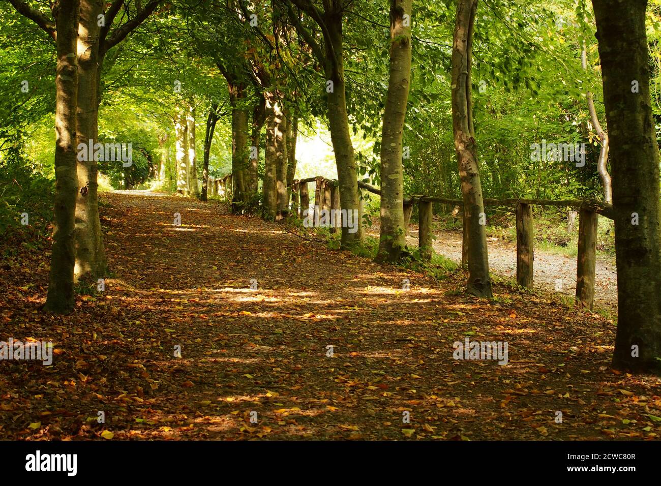 Une vue sur un chemin boisé dans le parc de High Elms Country Park, Orpington, à la fin de l'été avec le soleil qui brille sur les arbres et les feuilles mortes Banque D'Images