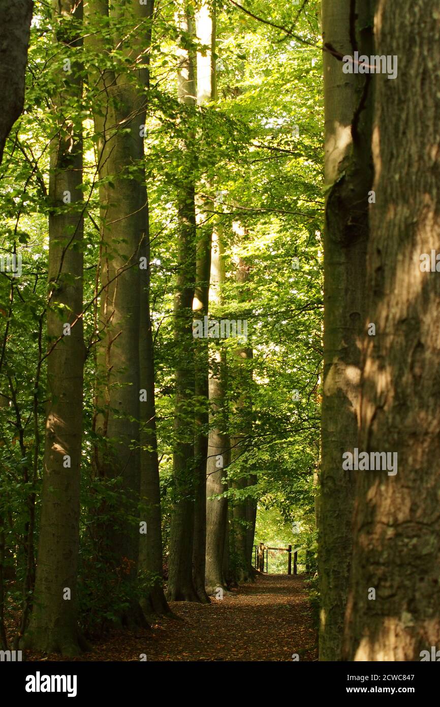 Une vue sur un chemin boisé dans le parc de High Elms Country Park, Orpington, à la fin de l'été avec le soleil qui brille sur les hêtres matures Banque D'Images