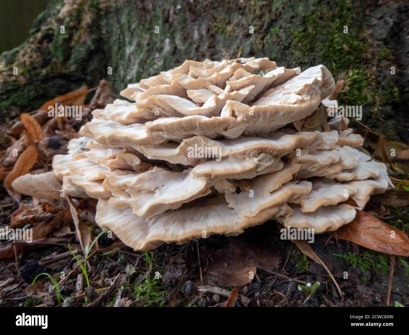 Champignon poussant sur un arbre, un signe que l'automne est arrivé Banque D'Images