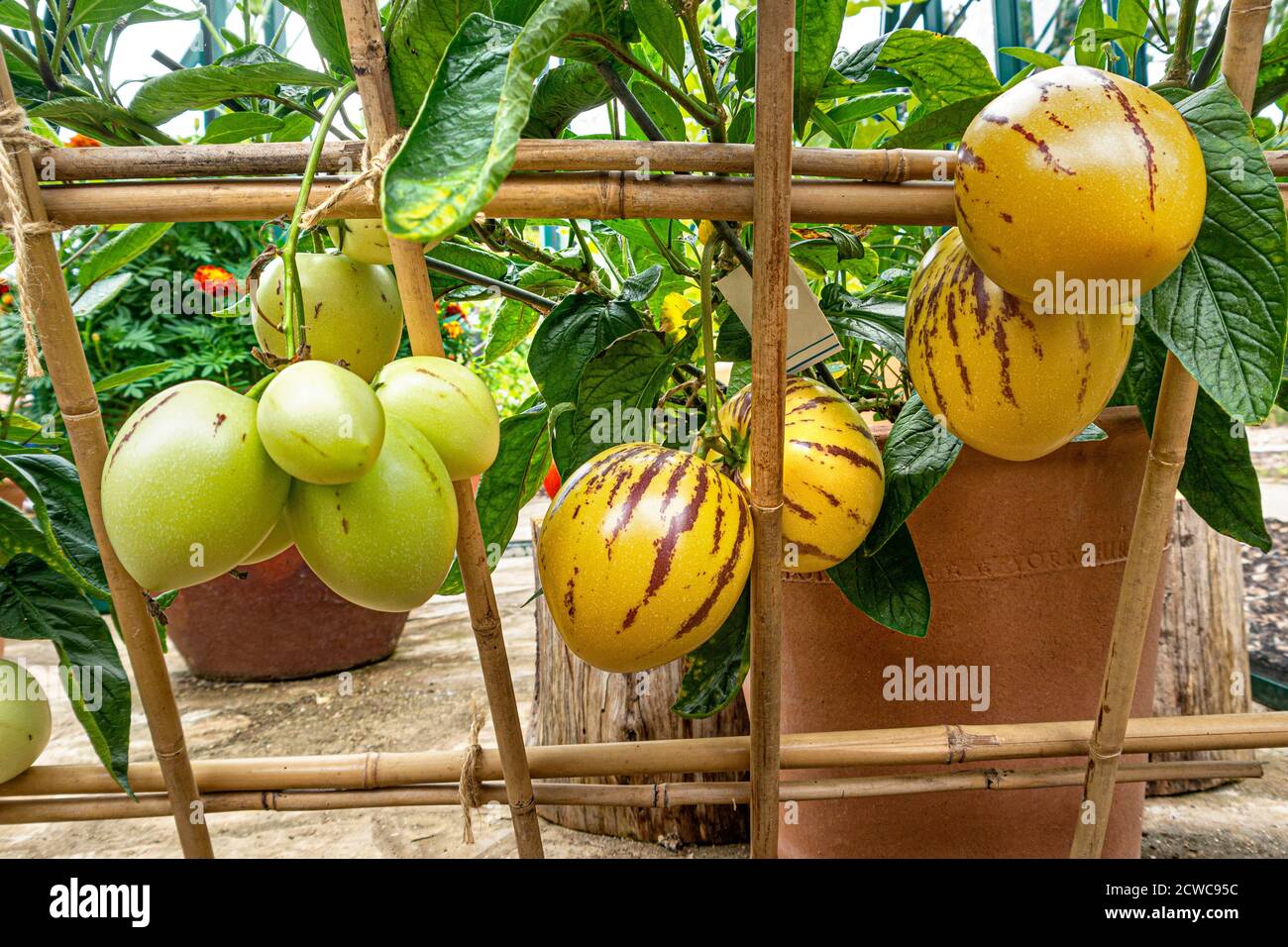 Pepino melons 'Solanum muricatum' espèce de fruits à feuilles persistantes originaire d'Amérique du Sud, cultivée pour ses fruits comestibles sucrés. Connu sous le nom de pepino dulce Banque D'Images