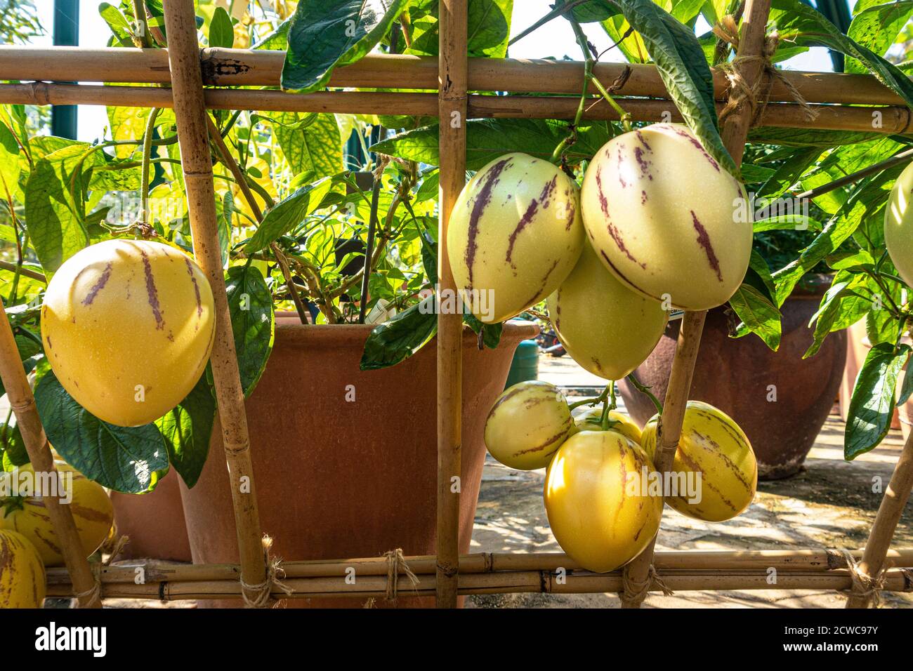 Pepino melons 'Solanum muricatum' espèce de fruits à feuilles persistantes originaire d'Amérique du Sud, cultivée pour ses fruits comestibles sucrés. Connu sous le nom de pepino dulce Banque D'Images