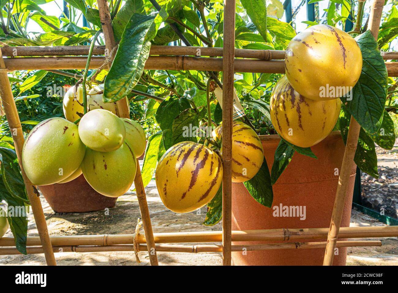 Pepino melons 'Solanum muricatum' espèce de fruits à feuilles persistantes originaire d'Amérique du Sud, cultivée pour ses fruits comestibles sucrés. Connu sous le nom de pepino dulce Banque D'Images