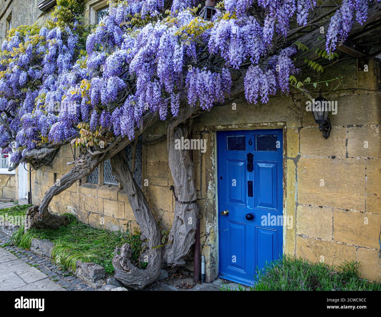 Sur le mur de wisteria cottage historique dans le centre de village Broadway Worcestershire Angleterre Cotswolds UK Banque D'Images