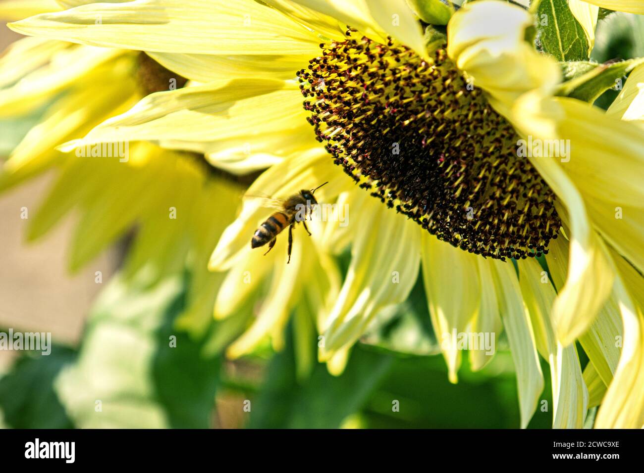 Tournesol 'Buttercream' avec l'abeille ouvrière accédant au pollen. Helianthus annuus, 'Buttercream', tournesol hybride F1. Le pollen d'abeille est une matière première à partir de laquelle les abeilles produisent du pain d'abeille. Ils collectent le pollen des plantes le mélangent avec une dose de sécrétion des glandes salivaires ou du nectar, et le placent dans des paniers spécifiques (corbiculae) qui sont situés sur le tibia de leurs pattes arrière. Ces charges sont appelées des chargements de pollen. Les abeilles collectent et transportent le pollen des abeilles jusqu'à la ruche Banque D'Images