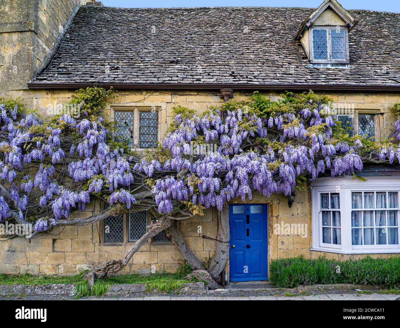 Sur le mur de wisteria cottage historique dans le centre de village Broadway Worcestershire Angleterre Cotswolds UK Banque D'Images