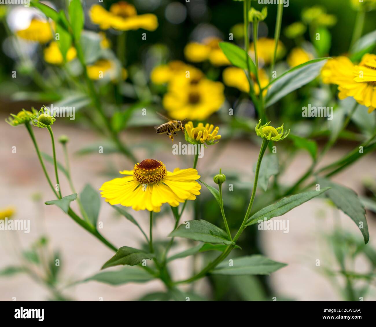Gros plan sur une abeille sur une fleur jaune. Banque D'Images